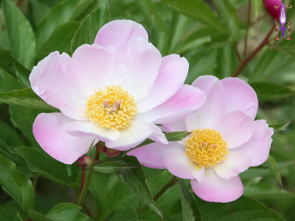 Croix de Lumière, Photo de la Série F No 24 