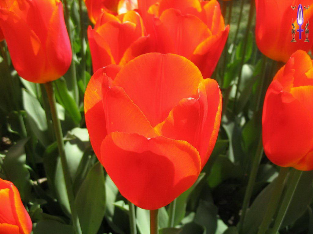 Croix de Lumière, Photo de la Série F No 27 