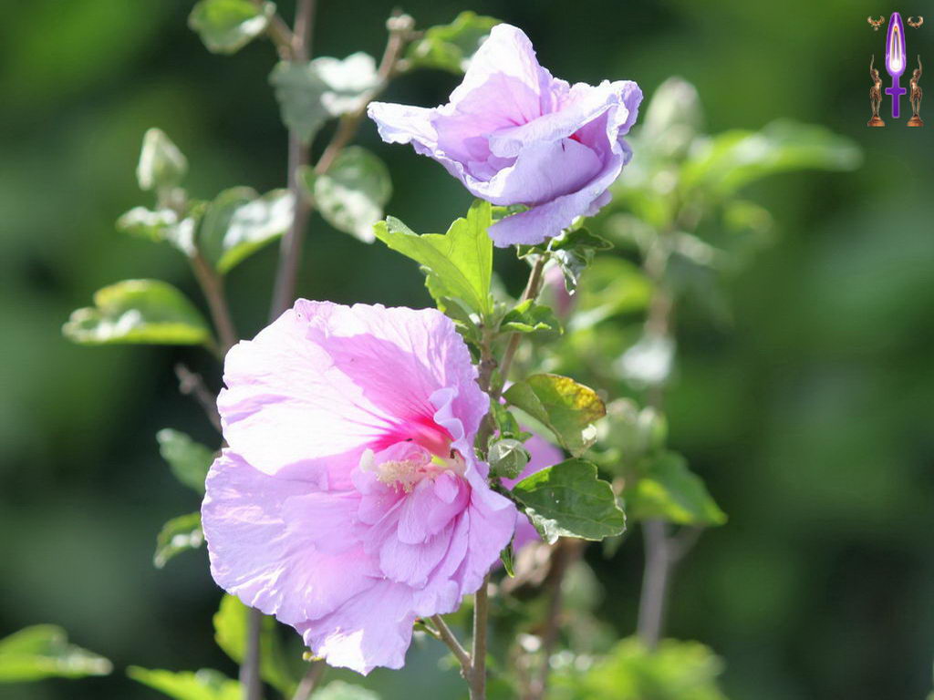 Croix de Lumière, Photo de la Série F No 28 