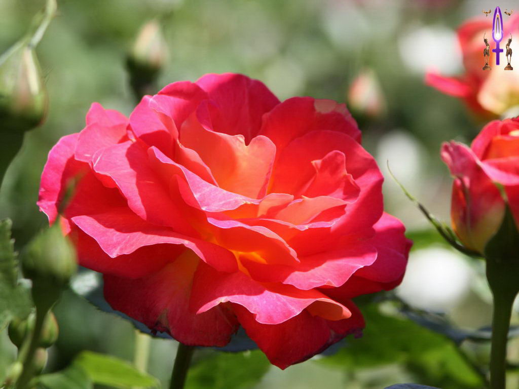 Croix de Lumière, Photo de la Série F No 29 