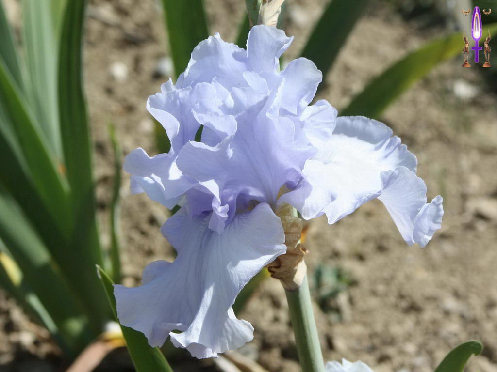 Croix de Lumière, Photo de la Série F No 30 