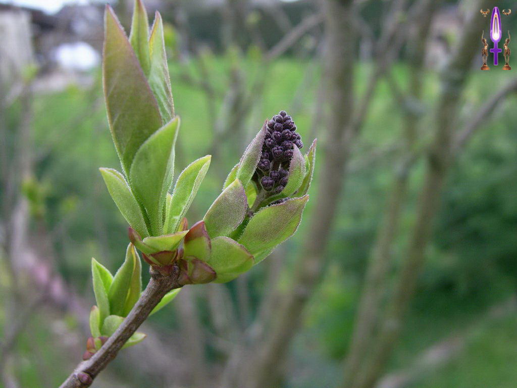 Croix de Lumière, Photo de la Série F No 31 