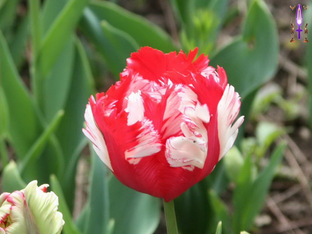 Croix de Lumière, Photo de la Série F No 32 