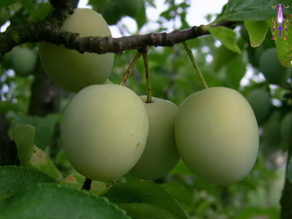 Croix de Lumière, Photo de la Série F No 34 