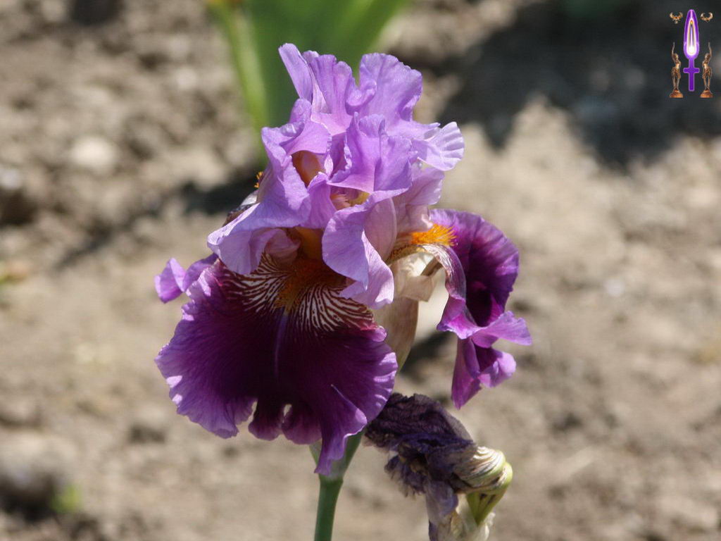Croix de Lumière, Photo de la Série F No 36 
