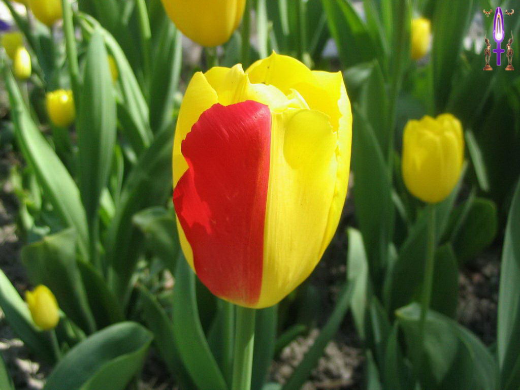 Croix de Lumière, Photo de la Série F No 39 