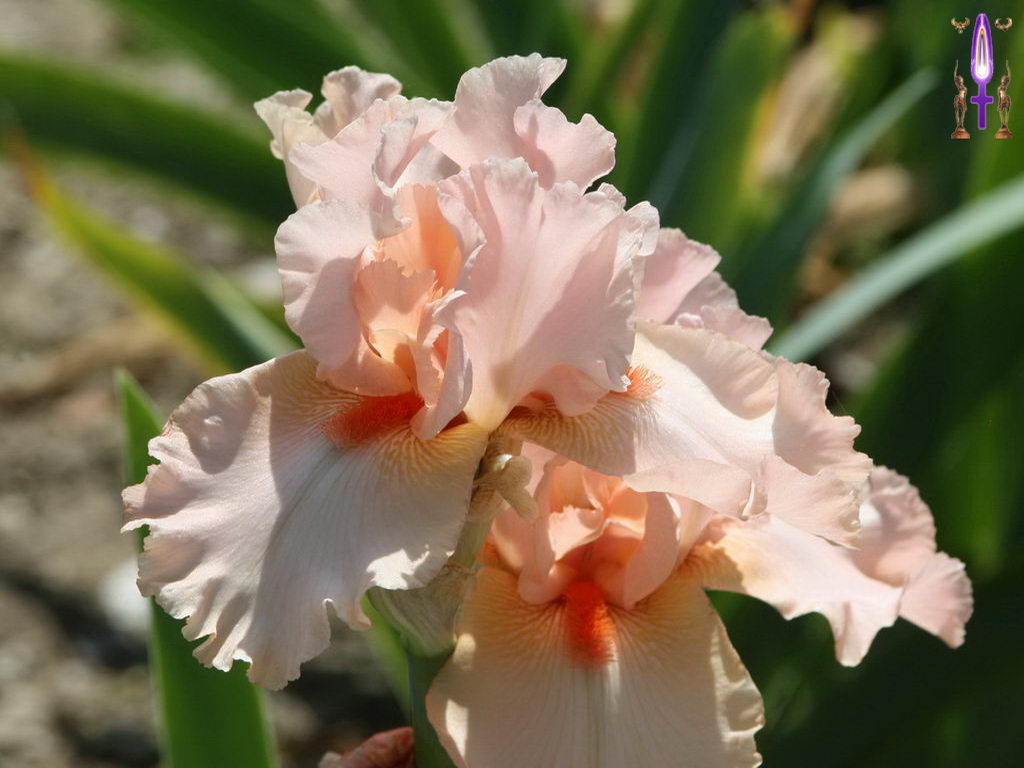 Croix de Lumière, Photo de la Série F No 40 