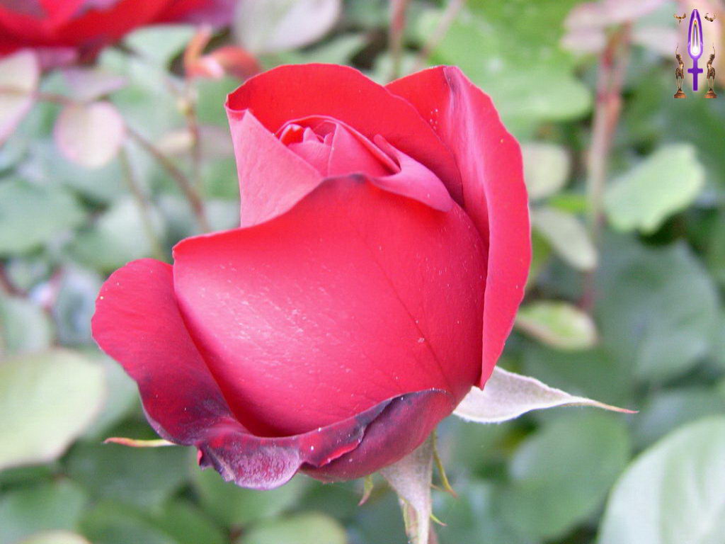 Croix de Lumière, Photo de la Série F No 42 