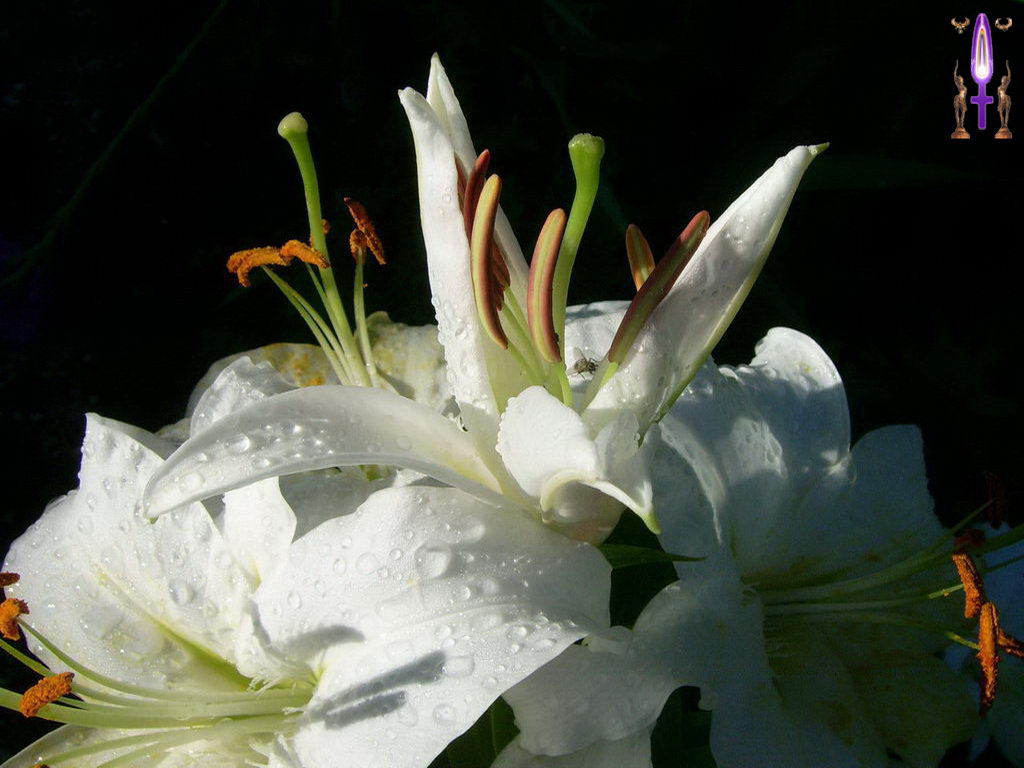 Croix de Lumière, Photo de la Série F No 44 