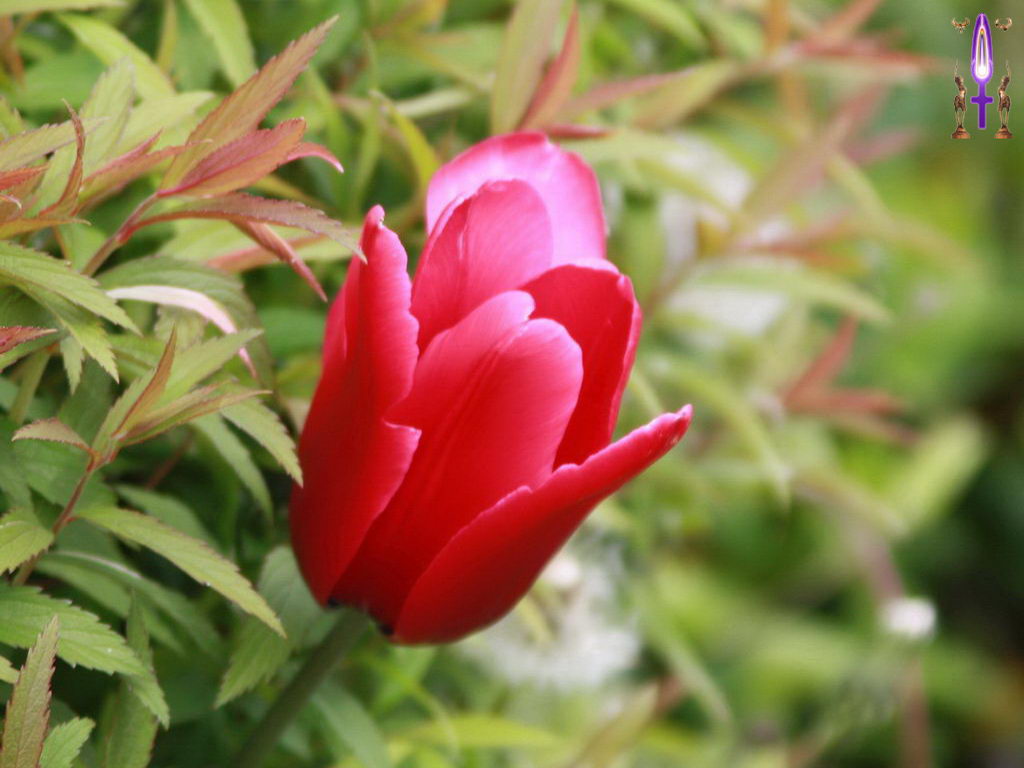 Croix de Lumière, Photo de la Série F No 45 