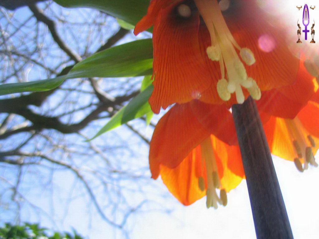 Croix de Lumière, Photo de la Série F No 46 