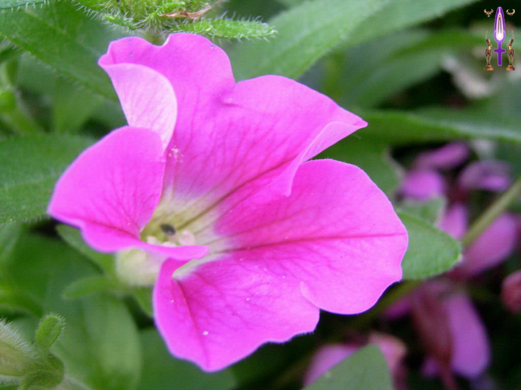 Croix de Lumière, Photo de la Série F No 47 