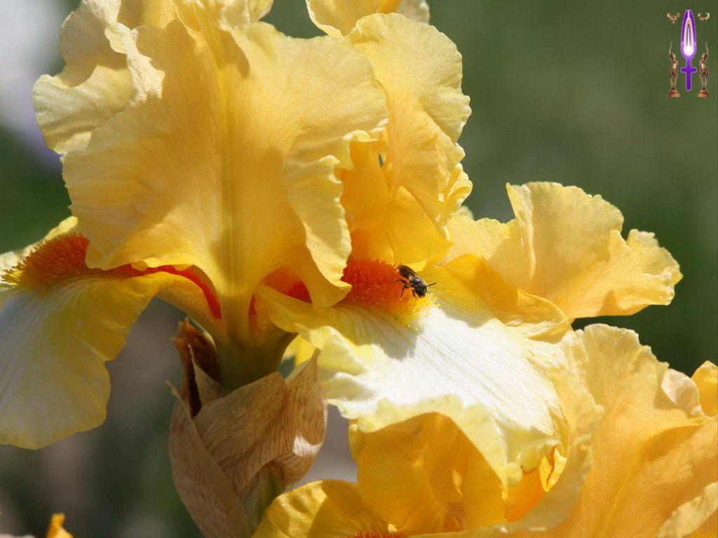 Croix de Lumière, Photo de la Série F No 48 