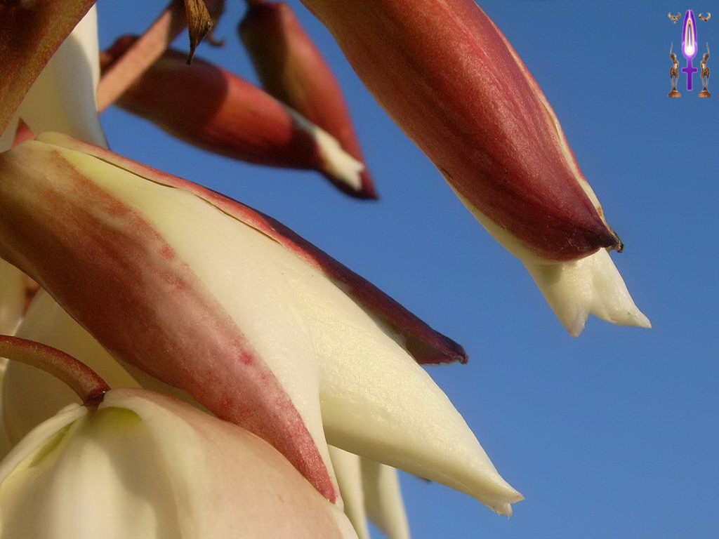 Croix de Lumière, Photo de la Série F No 51 