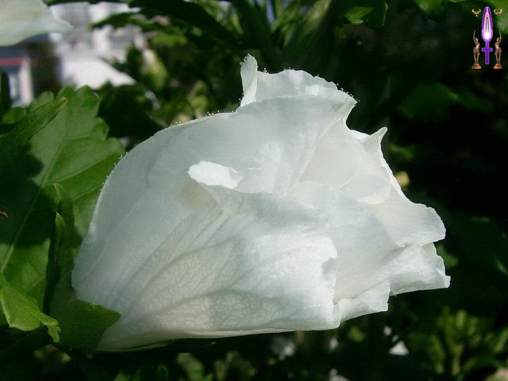 Croix de Lumière, Photo de la Série F No 52 