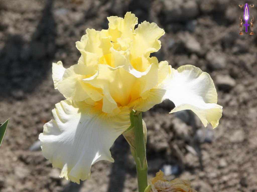 Croix de Lumière, Photo de la Série F No 53 