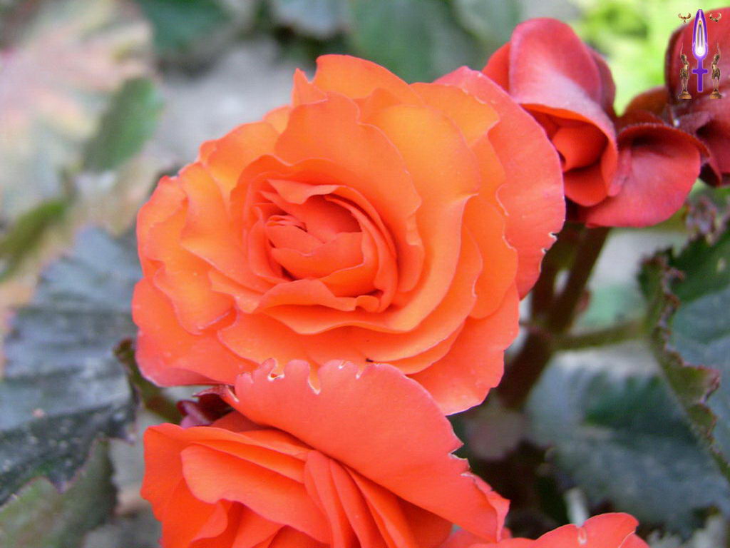 Croix de Lumière, Photo de la Série F No 56 