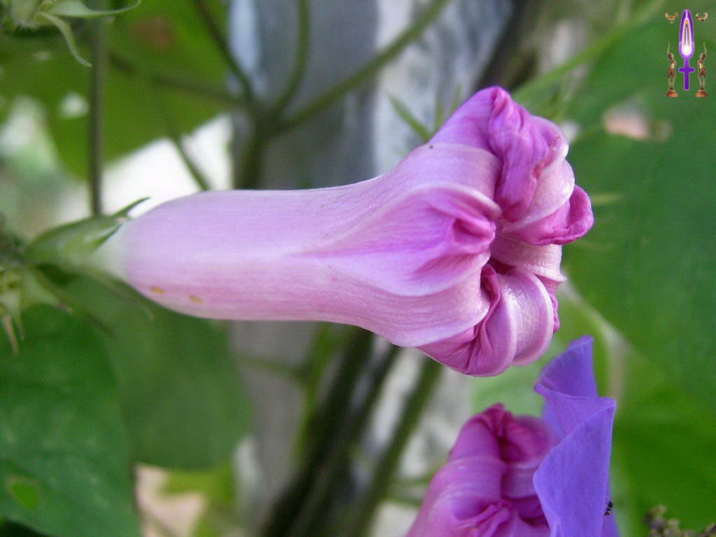 Croix de Lumière, Photo de la Série F No 58 