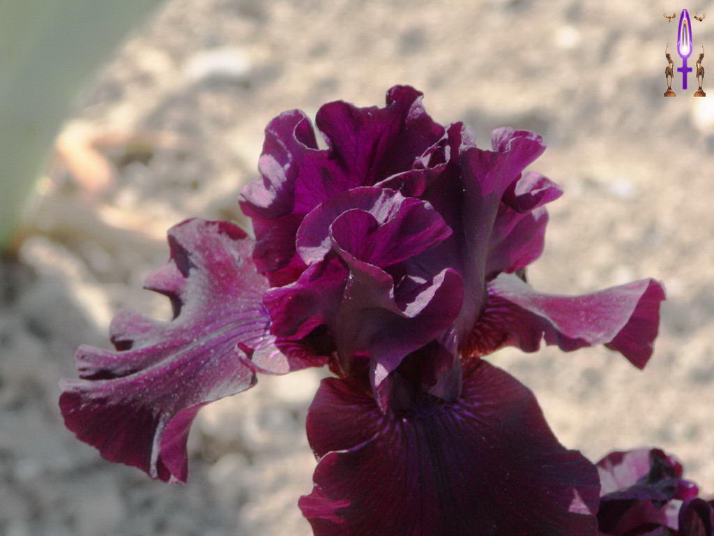 Croix de Lumière, Photo de la Série F No 010 