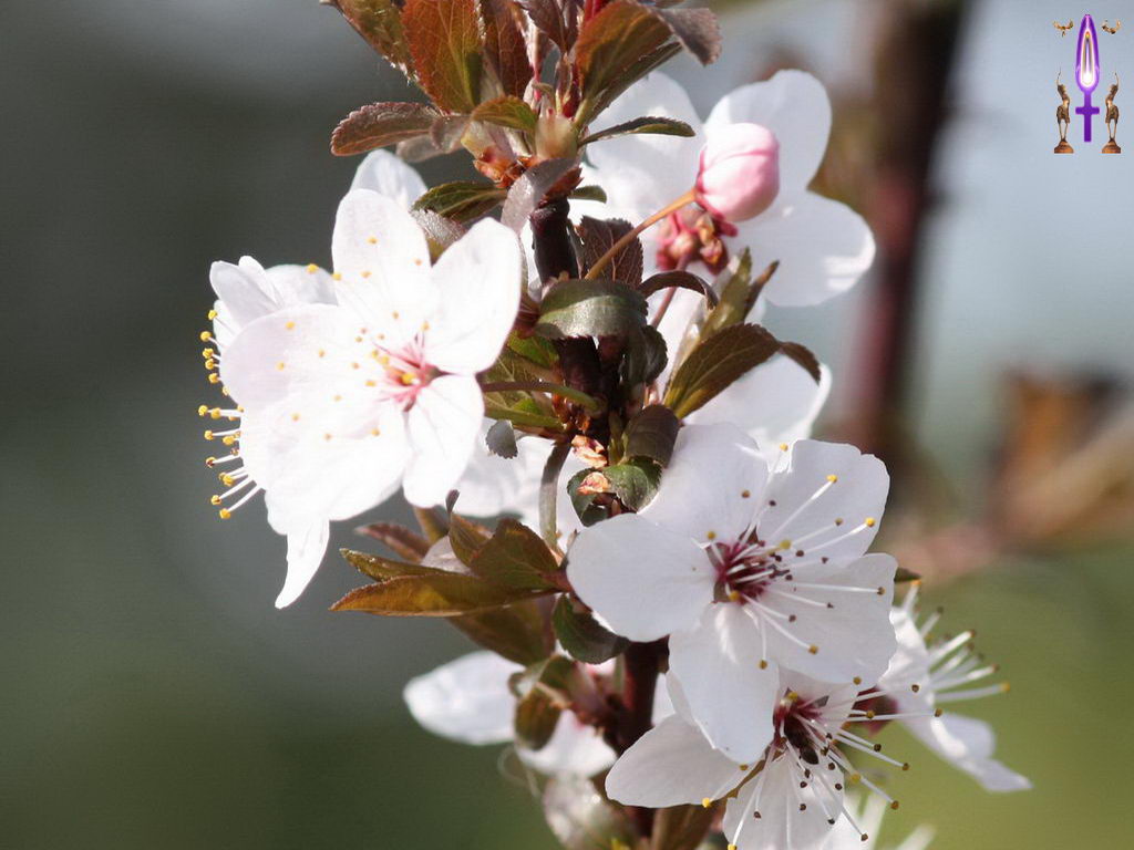 Croix de Lumière, Photo de la Série F No 61 