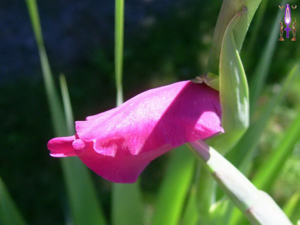 Croix de Lumière, Photo de la Série F No 63 
