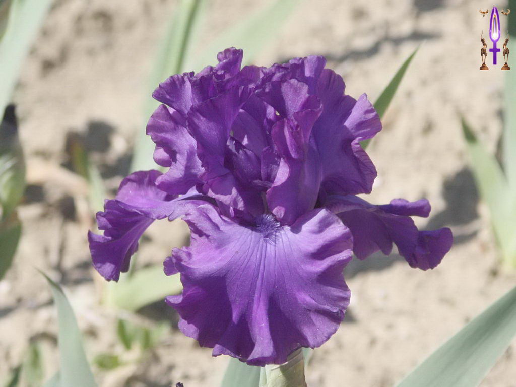 Croix de Lumière, Photo de la Série F No 64 