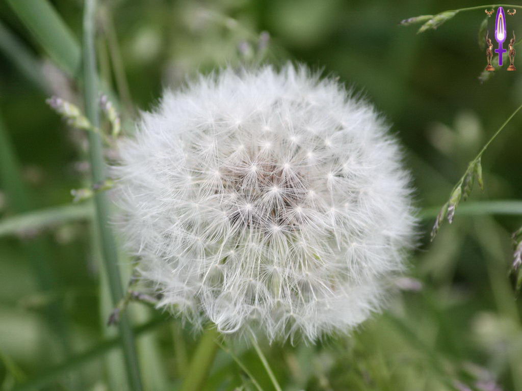 Croix de Lumière, Photo de la Série F No 66 