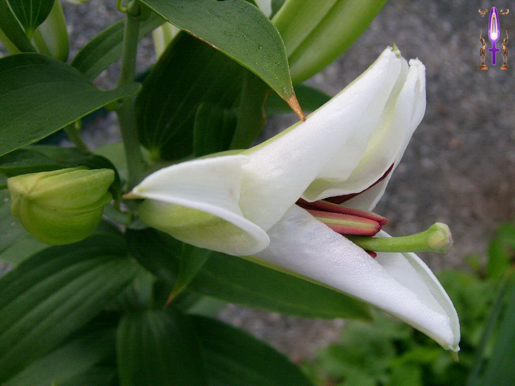 Croix de Lumière, Photo de la Série F No 67 