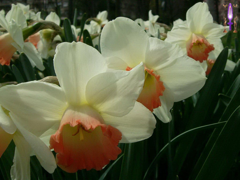 Croix de Lumière, Photo de la Série F No 69 