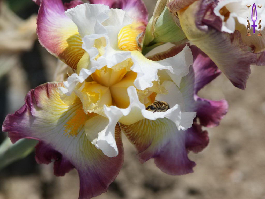 Cliquez sur la Photo pour quitter le Diaporama et Ouvrir la Photo correspondante...