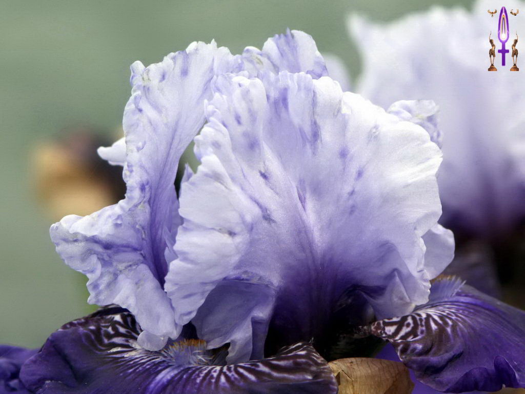 Croix de Lumière, Photo de la Série F No 72 