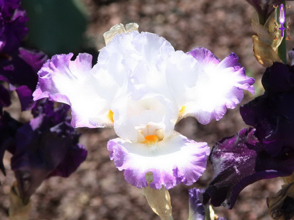 Croix de Lumière, Photo de la Série F No 73 