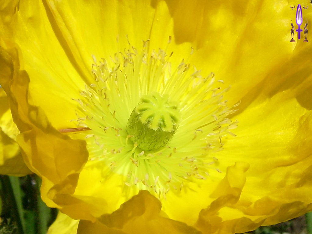 Croix de Lumière, Photo de la Série F No 74 