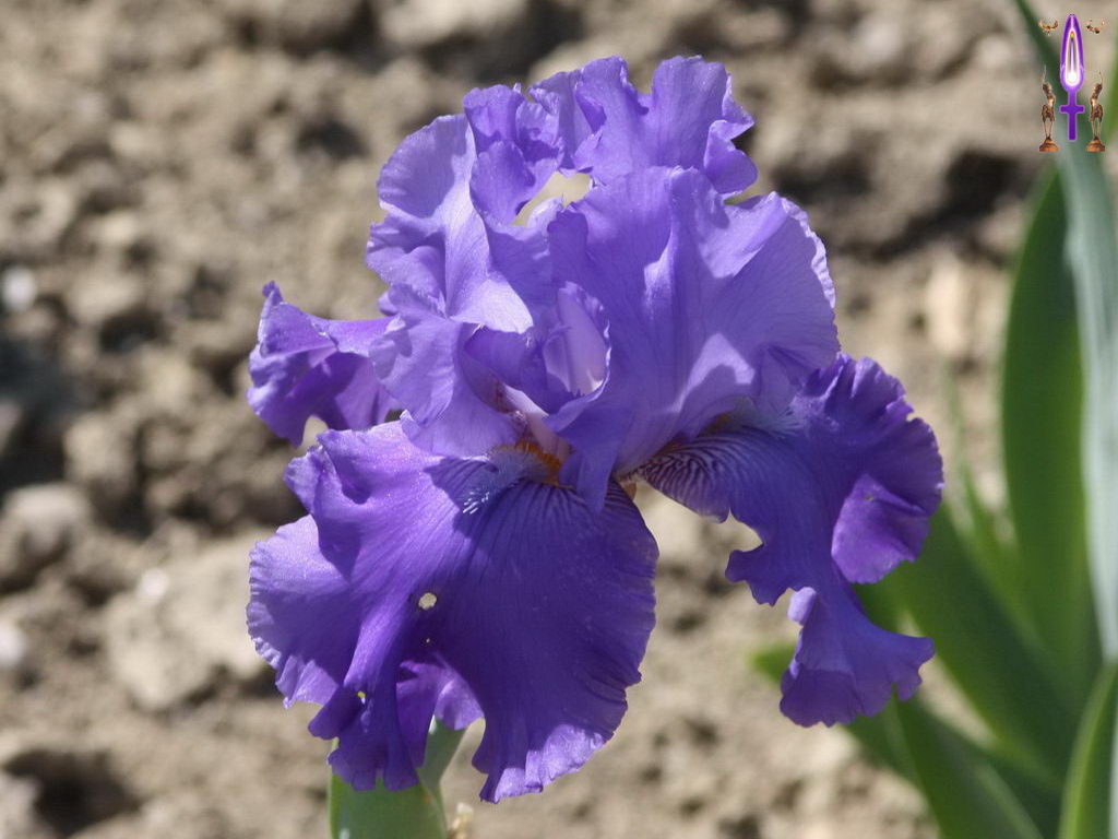 Croix de Lumière, Photo de la Série F No 75 