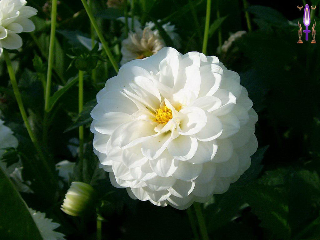 Croix de Lumière, Photo de la Série F No 77 