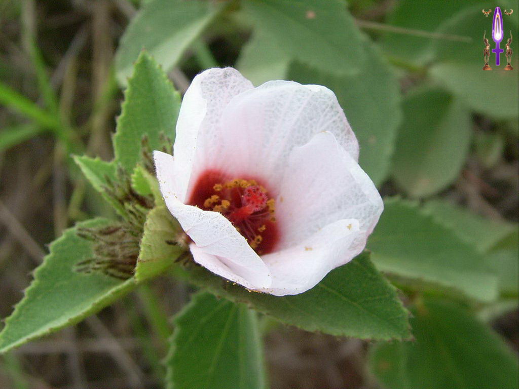 Croix de Lumière, Photo de la Série F No 78 