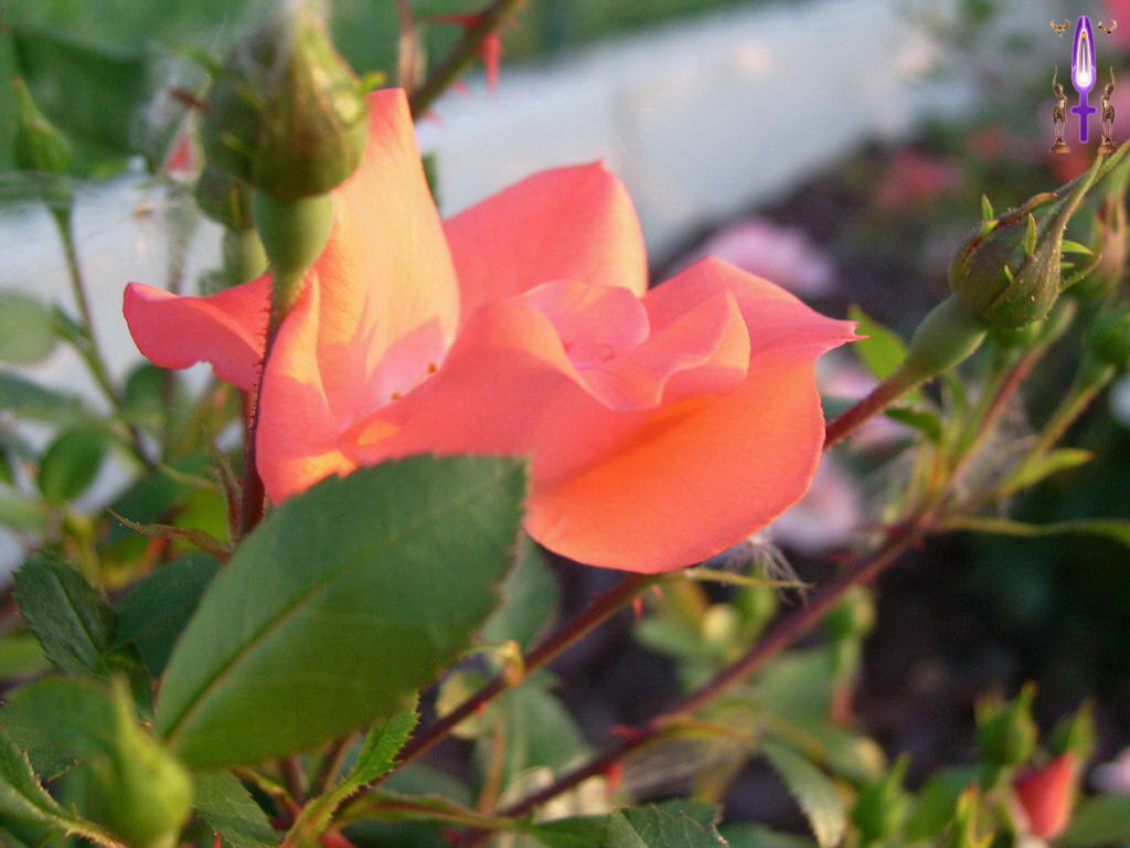 Croix de Lumière, Photo de la Série F No 010 