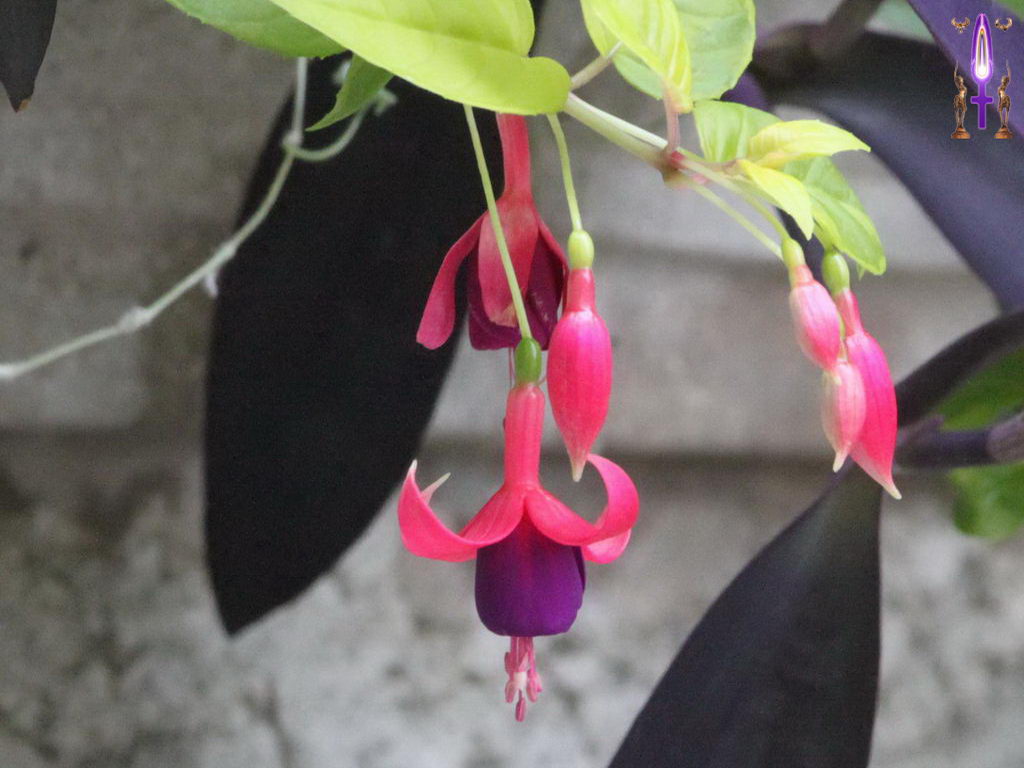 Croix de Lumière, Photo de la Série F No 81 