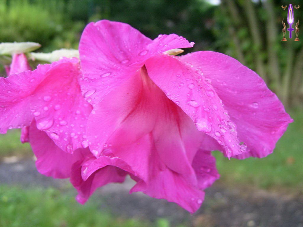 Croix de Lumière, Photo de la Série F No 82 