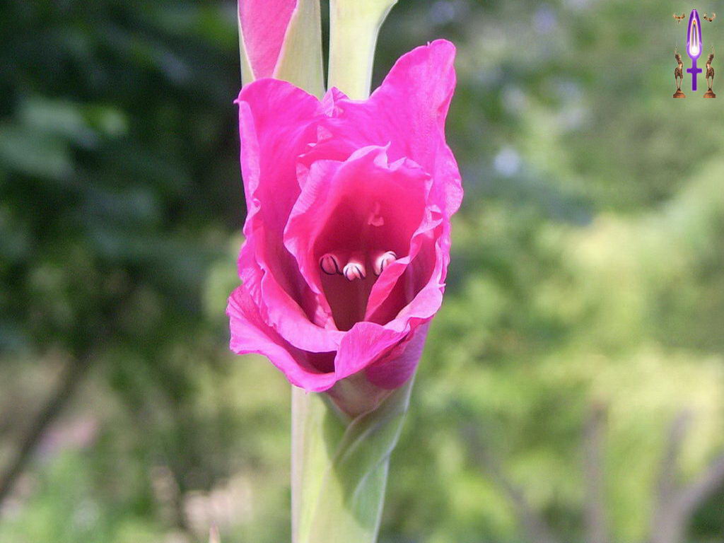 Croix de Lumière, Photo de la Série F No 83 