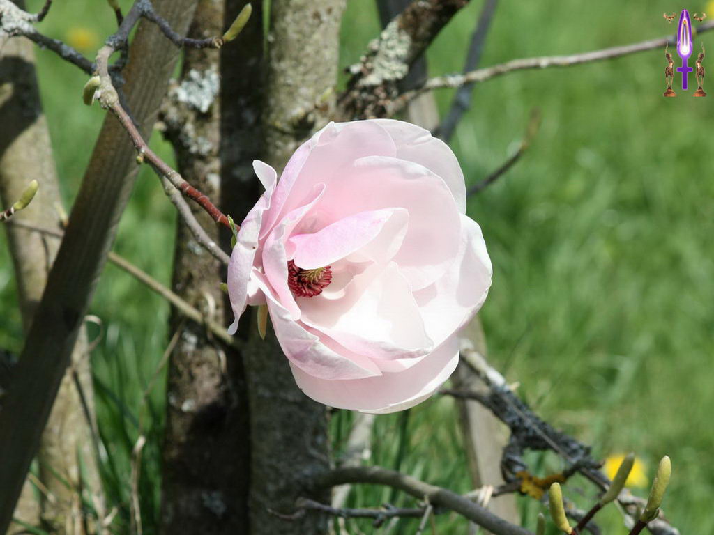 Croix de Lumière, Photo de la Série F No 85 