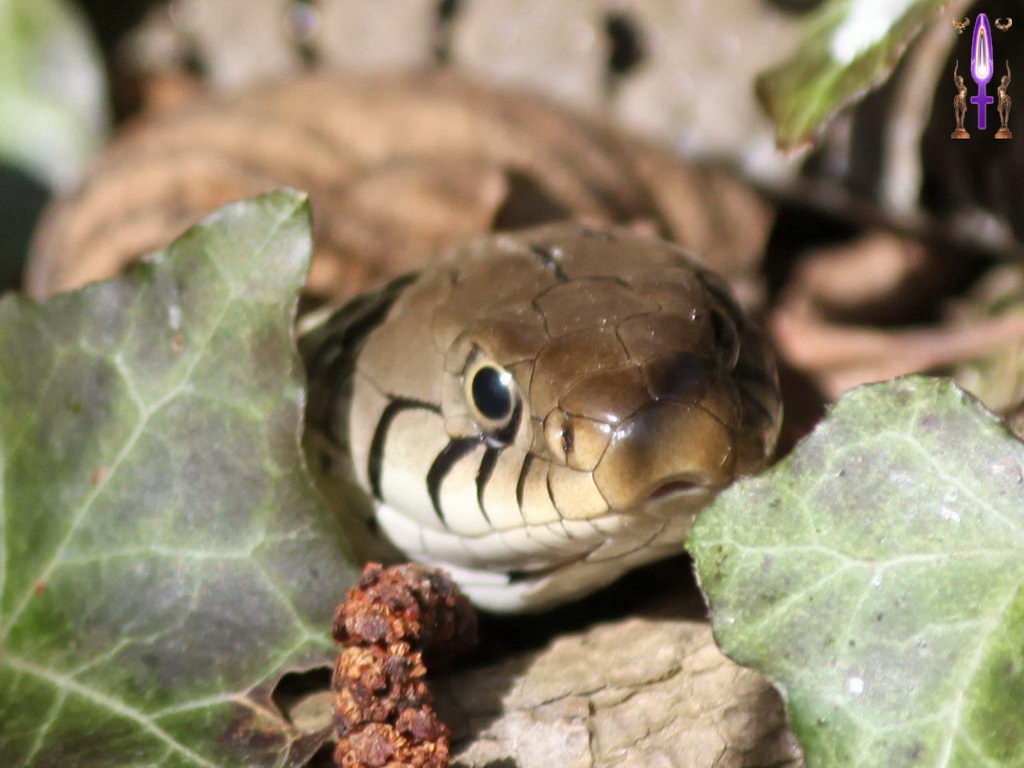 Croix de Lumière, Photo de la Série F No 86 