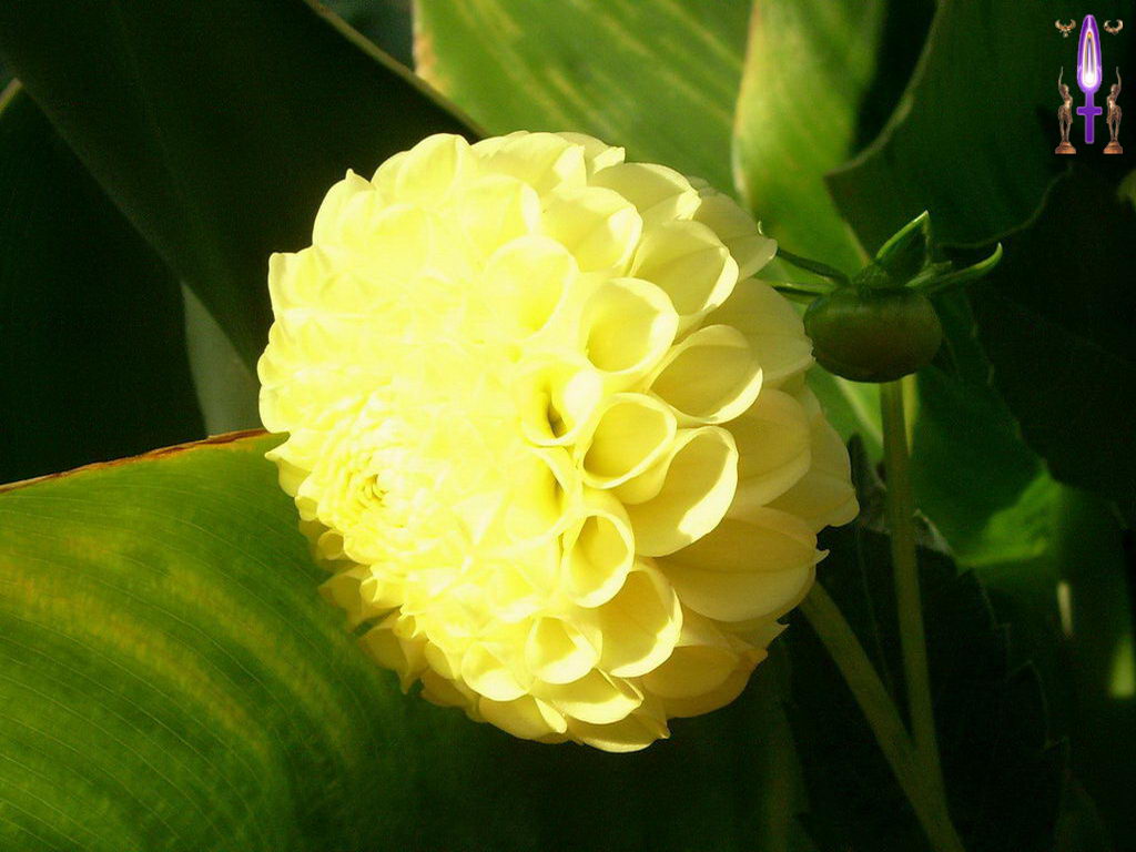 Croix de Lumière, Photo de la Série F No 88 