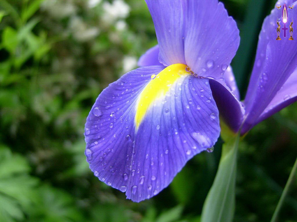 Cliquez sur la Photo pour quitter le Diaporama et Ouvrir la Photo correspondante...