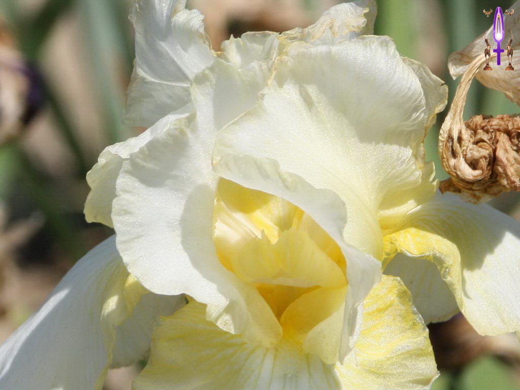 Croix de Lumière, Photo de la Série F No 95 