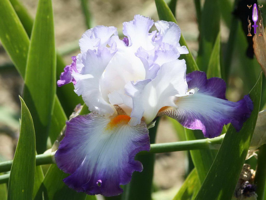 Croix de Lumière, Photo de la Série F No 96 