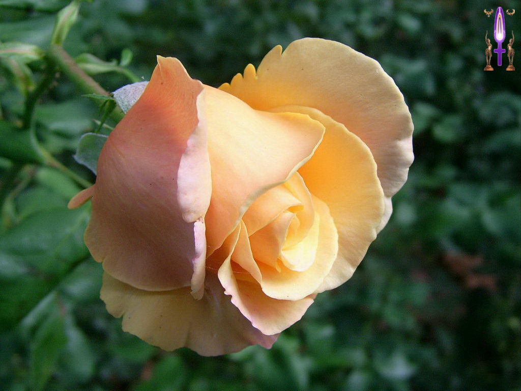 Croix de Lumière, Photo de la Série F No 97 