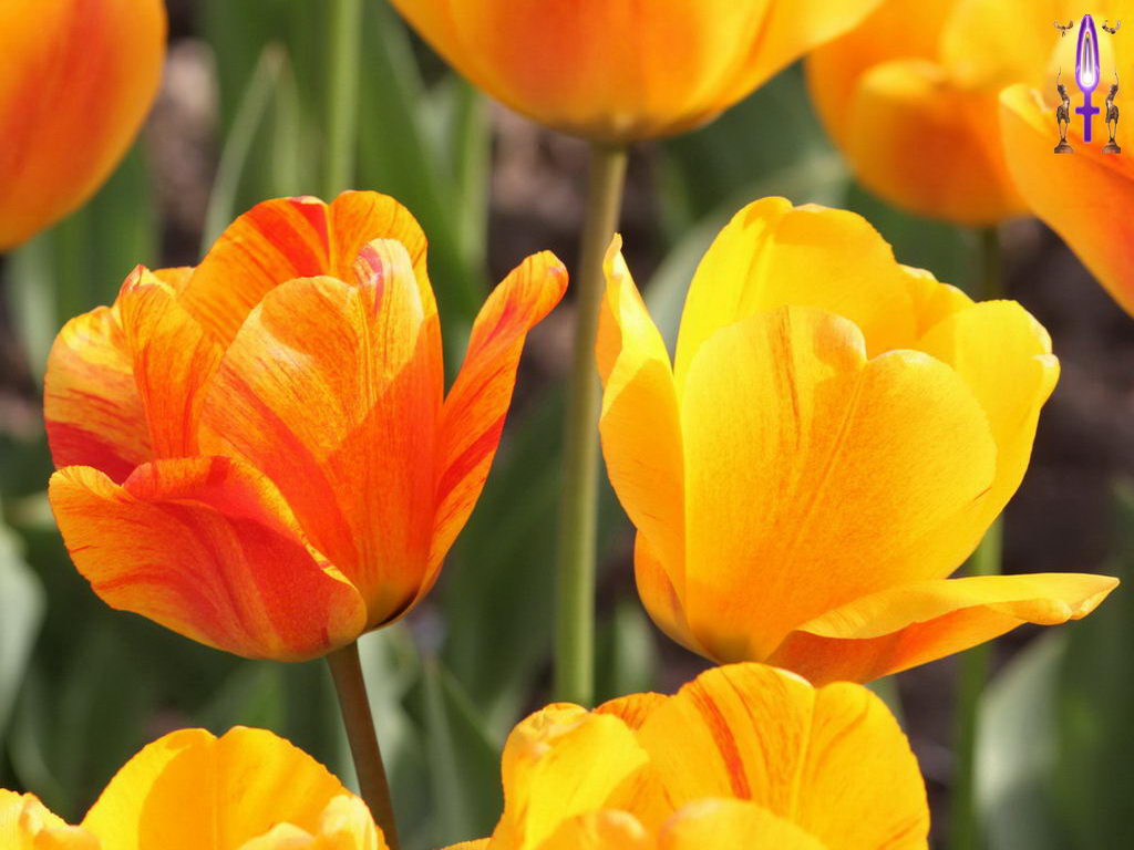 Croix de Lumière, Photo de la Série F No 98 