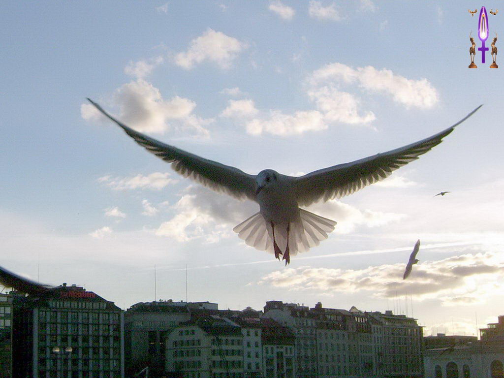 Croix de Lumière, Photo de la Série F No 99 