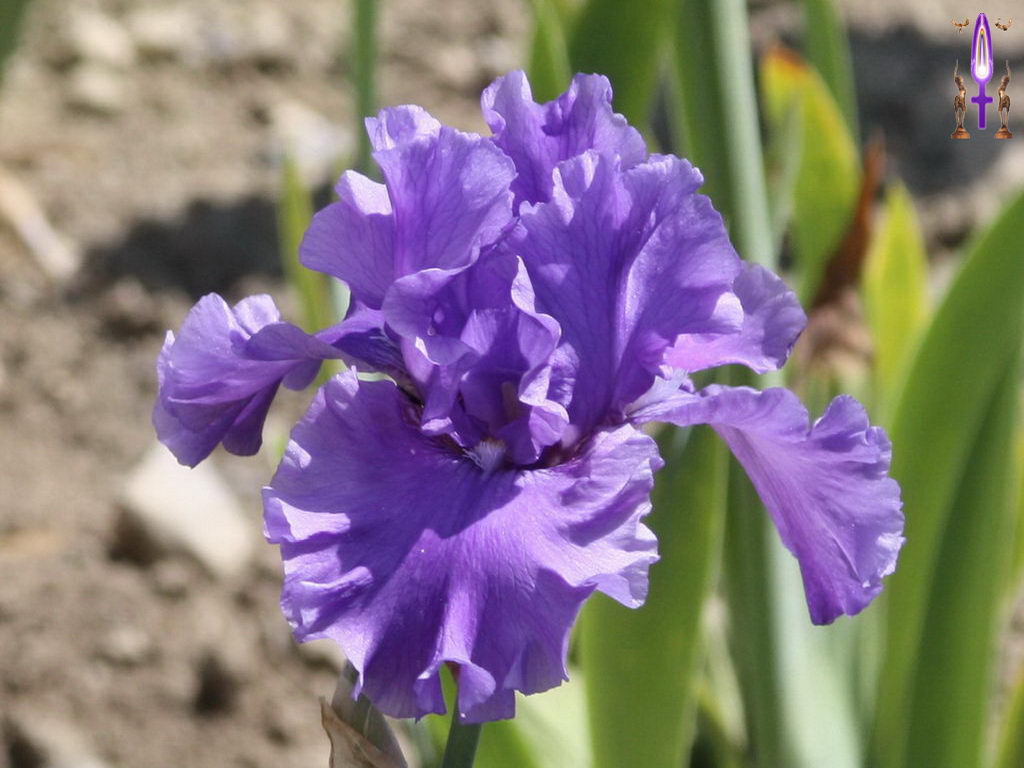 Croix de Lumière, Photo de la Série F No 101 